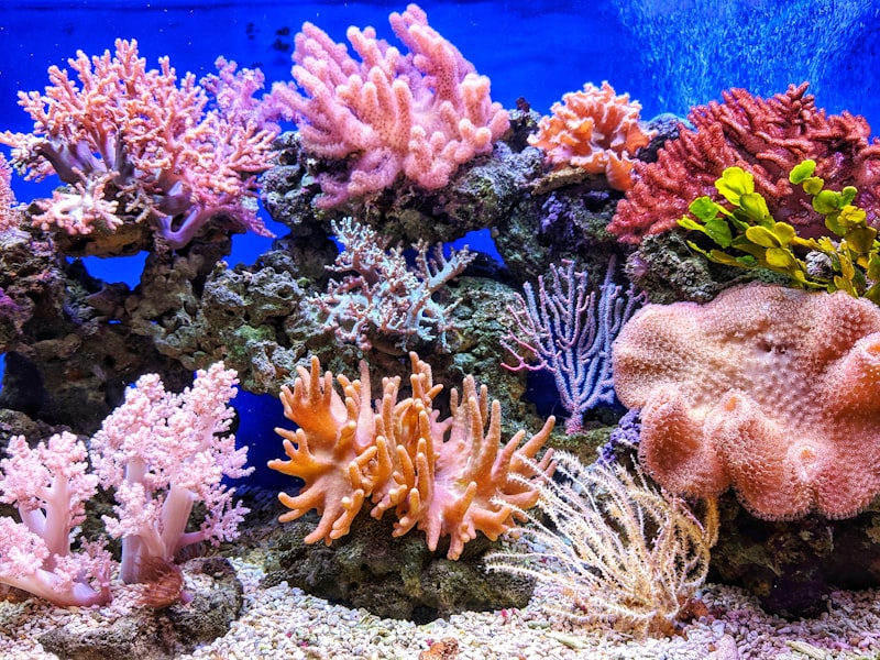 Vibrant coral reef underwater