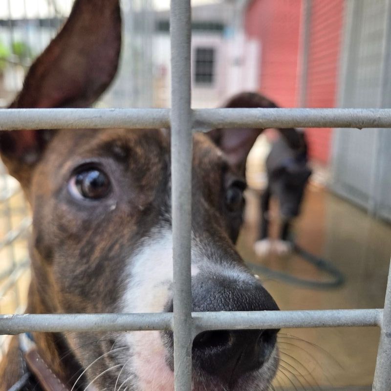 A curious rescued dog peeks through the kennel bars