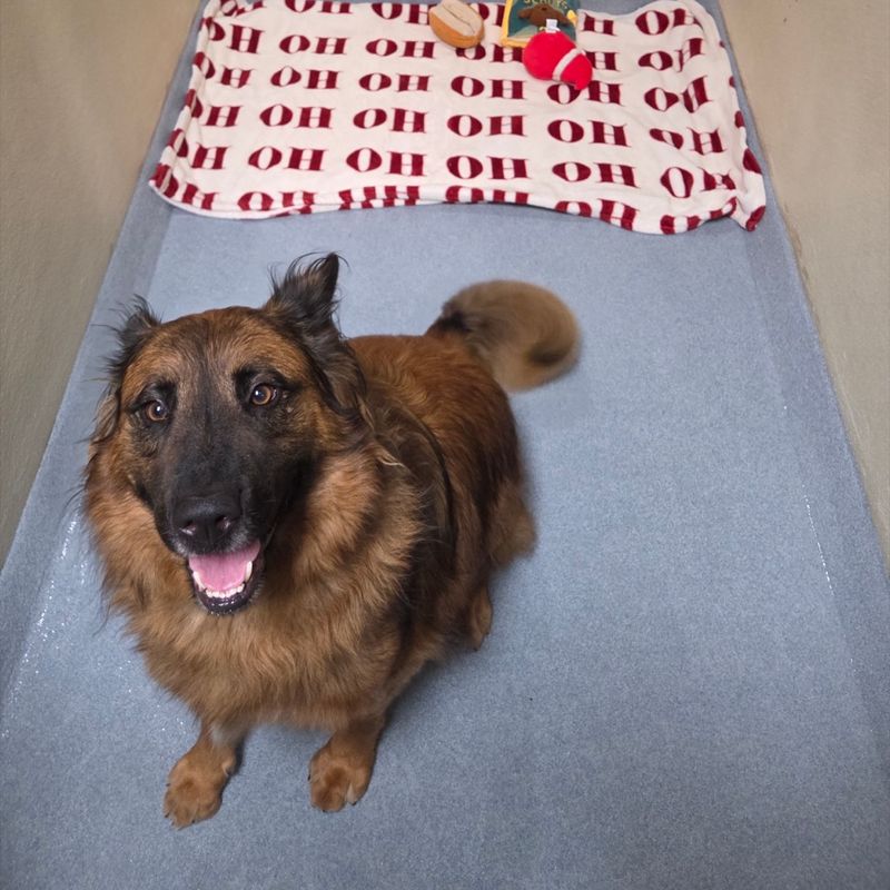 A happy rescued dog in one of the newly rebuilt kennels