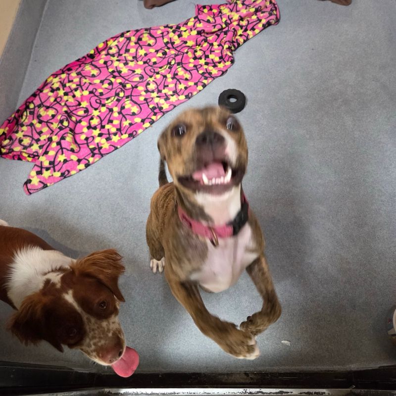 Two rescued dogs play together at The Orphanage