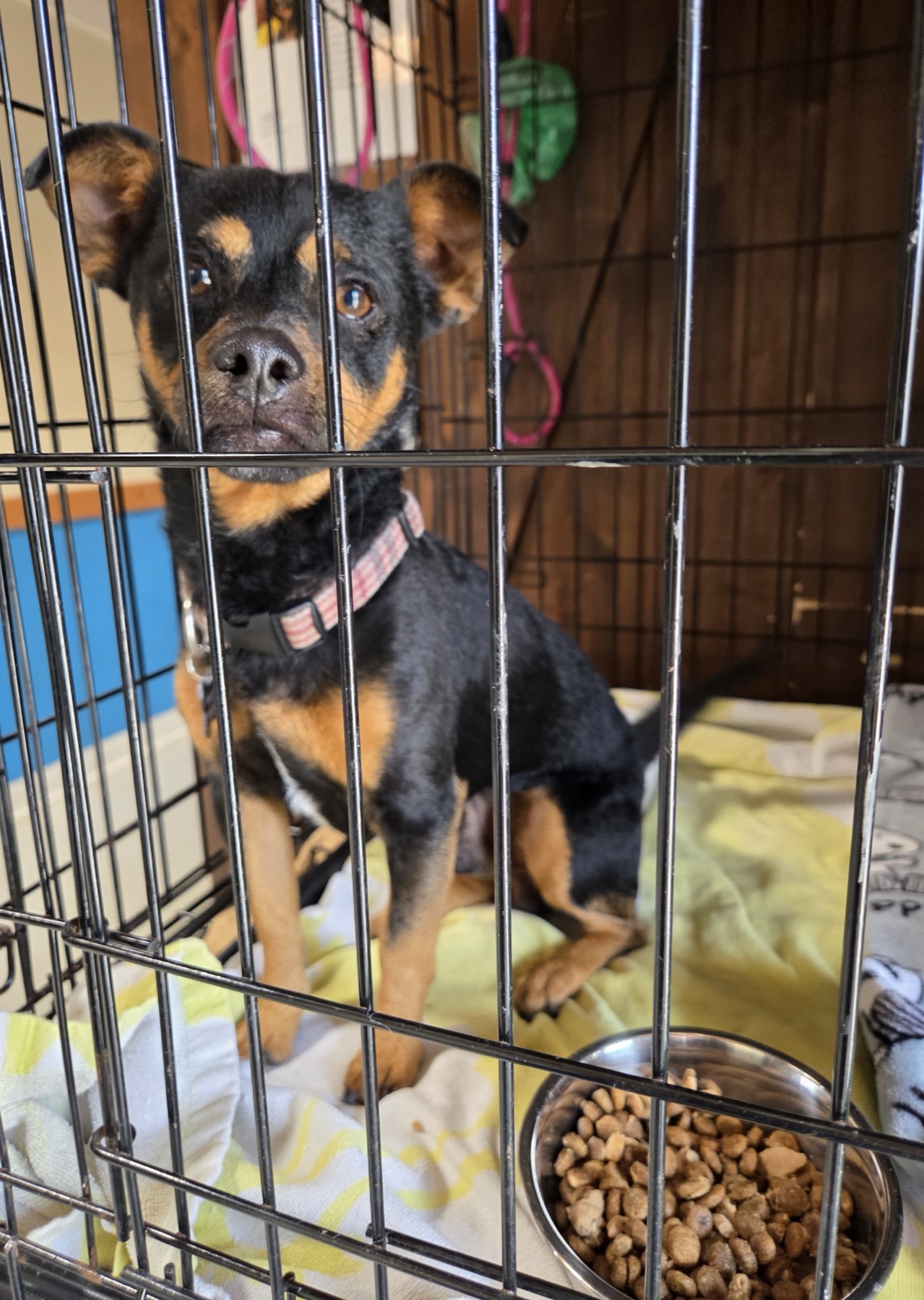 A rescued pup settles into one of the rebuilt kennels