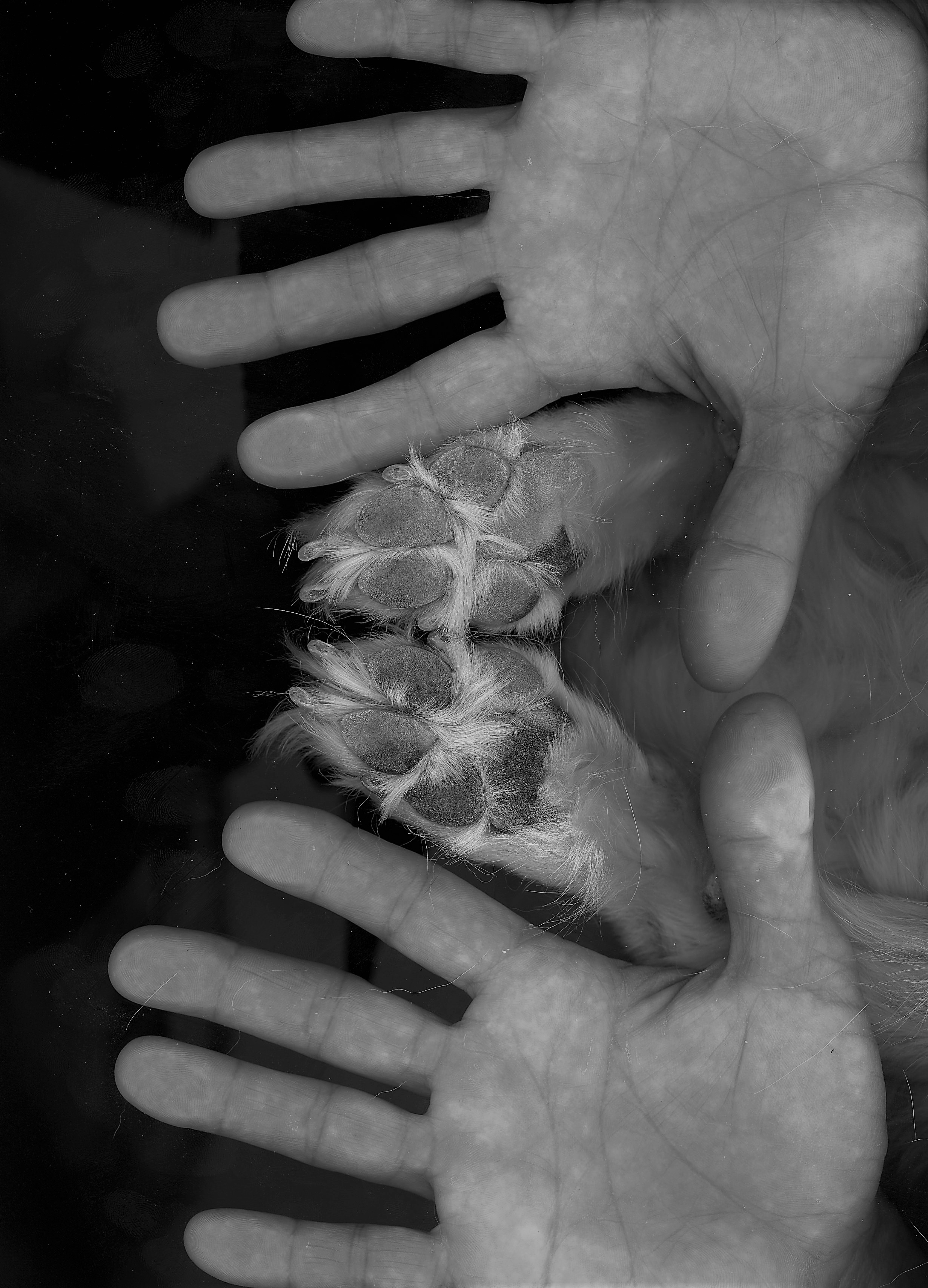 A gentle hand holding a dog's paw, the heart of our mission